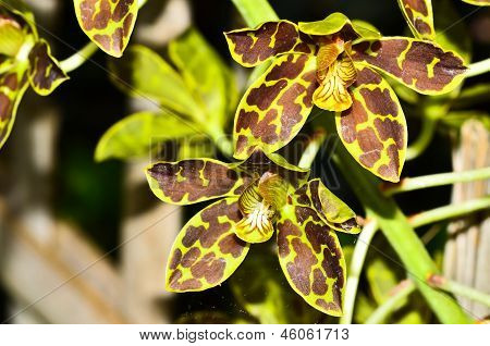 Tiger  Orchids
