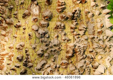 Texture Of The Prickle Tree Trunk