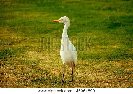 Andea Standing In The Grass