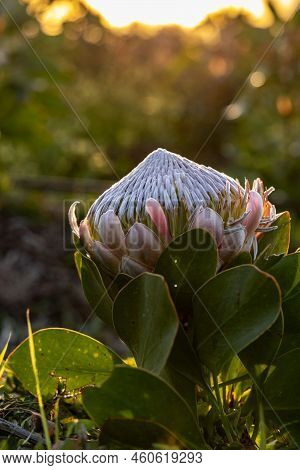 A Vertical Shot Of The Closeup Of A Blooming Flower Of Queen Protea, Protea Magnifica At Sunset.