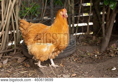 An Orpington Chicken By The Fence In The Farm