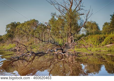 Summer Traveling. Idyllic Pripyat River With Mirror Water Reflections And Line Of Old Ancient Trees
