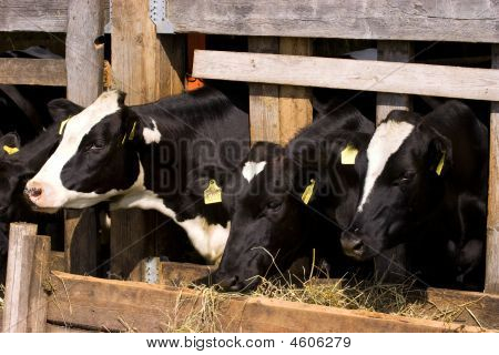 Kühe in der Fütterung Ort