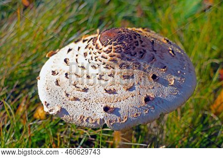 A Mushroom Grows In A Clearing In The Forest. Ingathering