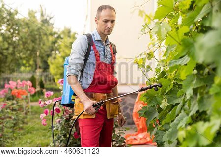 Man Spraying A Vineyard. Man Spraying Chemicals On Grapes In Vineyard