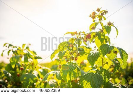 Branches Of Ripe Red Juicy Raspberry In Raspberry Self-picking Plantation In Czech Republic