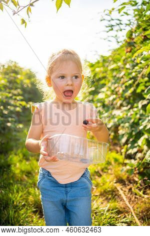 Little Girl Picking Blackberry In Raspberry Self-picking Plantation In Czech Republic