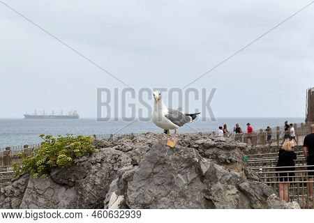 Curious Seagull On A Rock With The Horizon In The Background. Selective Focus. Horizontal Photograph