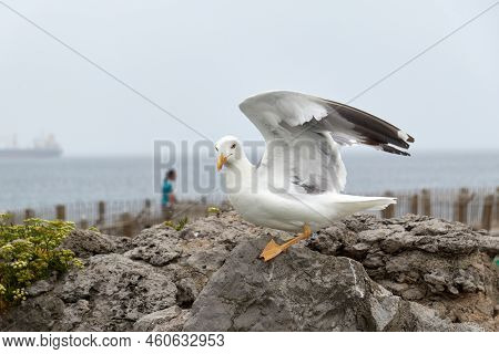Seagull On A Rock Spreads Its Wings. Selective Focus. Horizontal Photography.