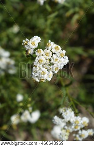 Sneezewort Yarrow White Flowers In The Summer