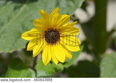 Beach Sunflower Yellow Flower In The Garden