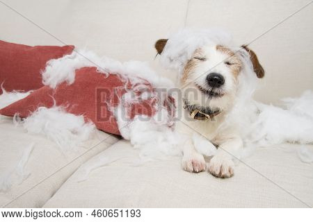 Funny Puppy Jack Russell Dog After Bite A Pilow Lying Down At Sofa. Mischief Because Of Sepration An
