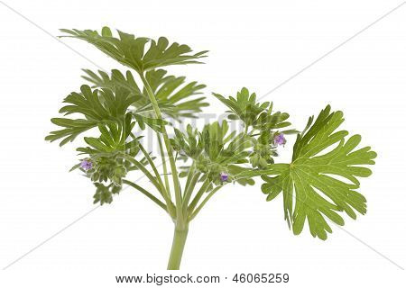 Geranium