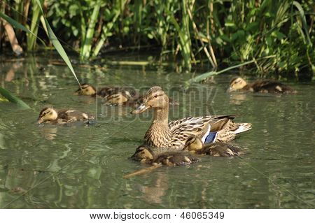 Gråand (anas Platyrhynchos)