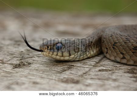 Græs slange (natrix Natrix)