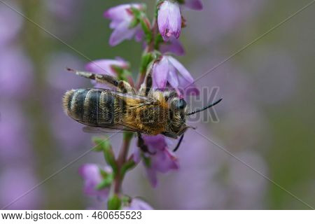 Dorsal Closeup On A Female Heather Mining Bee , Andrena Fuscipes On The Purple Flowers Of Her Host-p