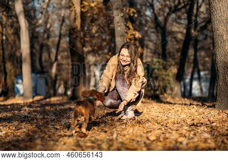 Improving Dogs Immune System. Boost Puppy Immune System. Happy Woman Walking With Cocker Spaniel Pup