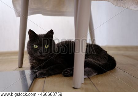 British Shorthair Cat Head Closeup With Green Eyes Under Chair.