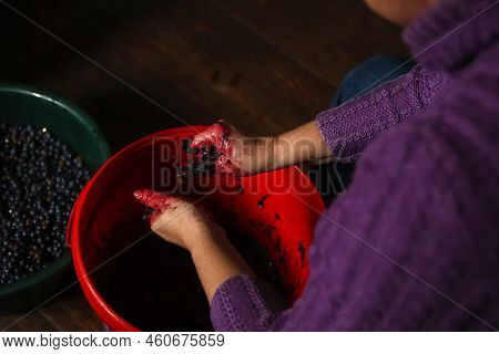 Defocus Woman Making Wine. Female Hands Holding Crushed Grapes. Wine-making Process. Harvest Home. G