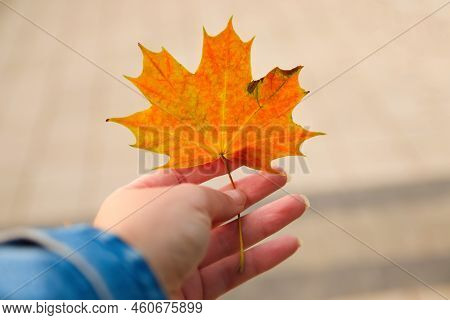 Defocus Orange Maple Leaf In Female Hand On Nature Green Park Background. Colorful Maple Leaves In T