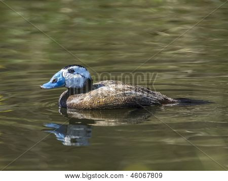 Hvidhovede Duck - Stiff-tailed duck - Oxyura leucocephala