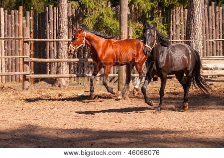 Two Galloping Horses