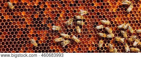 Worker Bees On Honey Pollen Frames. Close Up