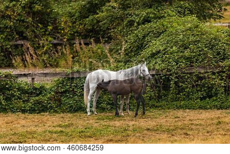 Foal Baby Horse Nursing From Mare Mother Horse Sucking In Her Teets For Milk. Thoroughbred Mare And 
