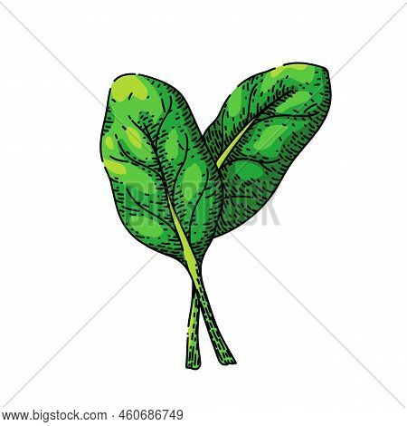 Spinach Leaf Green Hand Drawn Vector. Salad Fresh, Food Plant, Vegetable Leaves, Organic Bunch, Lett