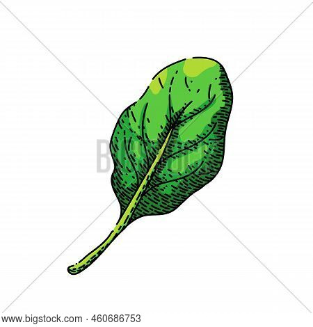 Spinach Leaf Green Hand Drawn Vector. Salad Fresh, Food Plant, Vegetable Leaves, Organic Bunch, Lett