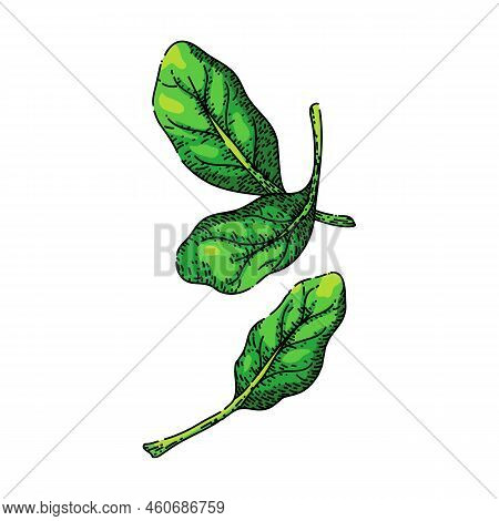 Spinach Leaf Green Hand Drawn Vector. Salad Fresh, Food Plant, Vegetable Leaves, Organic Bunch, Lett