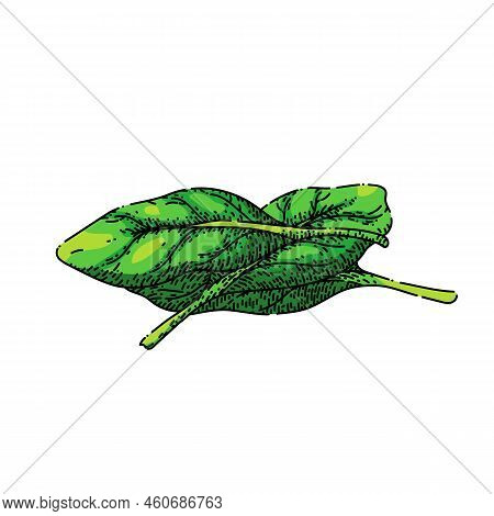 Spinach Leaf Green Hand Drawn Vector. Salad Fresh, Food Plant, Vegetable Leaves, Organic Bunch, Lett