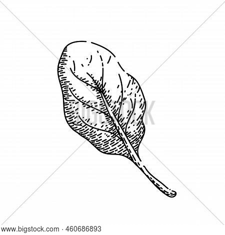 Spinach Leaf Green Hand Drawn Vector. Salad Fresh, Food Plant, Vegetable Leaves, Organic Bunch, Lett