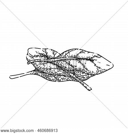 Spinach Leaf Green Hand Drawn Vector. Salad Fresh, Food Plant, Vegetable Leaves, Organic Bunch, Lett