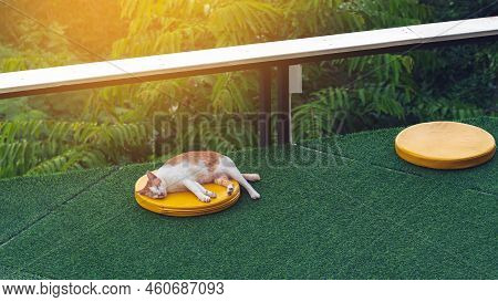 Happiness White And Brown Cat Lying Or Sleeps On Yellow Cushion On Artificial Grass At Balcony. Pet 