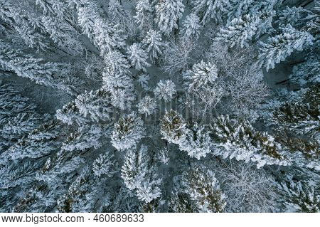 Birds-eye Top Down View Of Snow Covered Forest And Frosty Tree Tops. Fly Over Frozen Winter Forest W