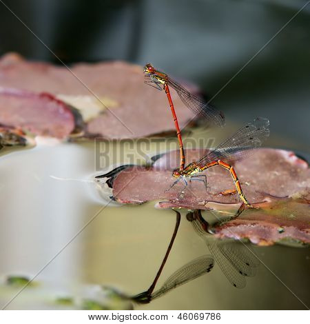 Ein paar rote Libellen Paarung auf ein Seerosenblatt mit Reflektion im Teichwasser