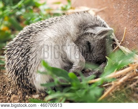 Small Eared Hedgehog Hemiechinus Auritus Sleeps On The Ground, Curled Up In A Ball. Selective Focus.