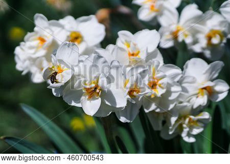 Bush Of Daffodil Erlicheer With Many White Beautiful Flowers. Little Bee Sitting On A Narcissus Flow
