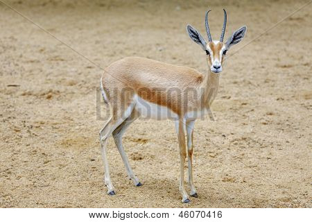 Small Gazelle