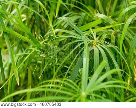 Full Framed Photo Of Cyperus Alternifolius, Umbrella Papyrus, Umbrella Sedge Or Umbrella Palm. Green