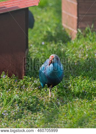 Full-length Portrait Of Grey-headed Swamphen Or Porphyrio Poliocephalus Standing In Grass. Colorful 