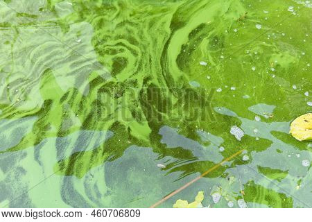 Water Pollution By Blooming Blue-green Algae - Cyanobacteria Is World Environmental Problem. Water B