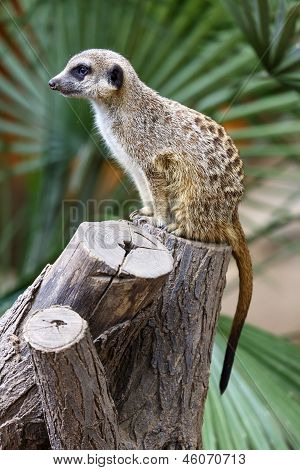 Suricata Meerkat