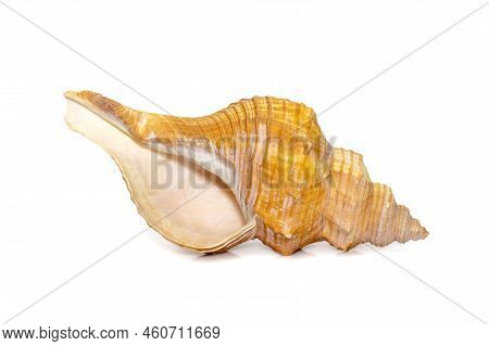 Image Of Trapezium Horse Conch / Striped Fox Conch Seashell (pleuroploca Trapezium) Isolated On Whit