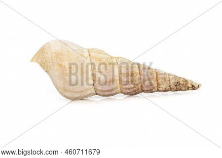 Image Of Rhinoclavis Aspera Is A Species Of Sea Snail, A Marine Gastropod Mollusk In The Family Ceri