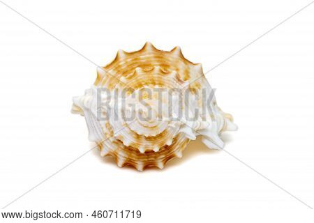 Image Of Bufonaria Rana Sea Shell Is A Species Of Sea Snail, A Marine Gastropod Mollusk In The Famil