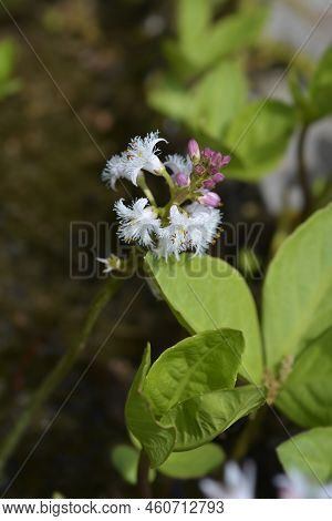 Common Bogbean White Flowers In The Sprig