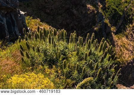 Plants On Top Of The Ninho Da Manta Viewpoint On Pico Do Arieiro, Madeira. Portugal