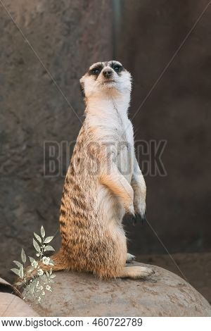 Brown And White Animal On Brown Rock